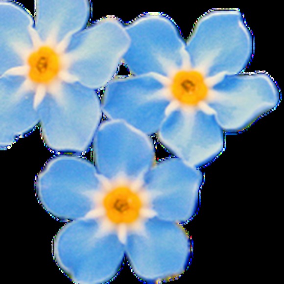 Meet your Posher, Skye - Picture 1 of 1